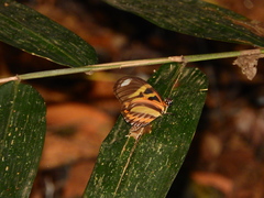Heliconius ethilla