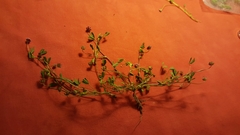 Trifolium depauperatum