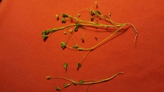 Trifolium depauperatum