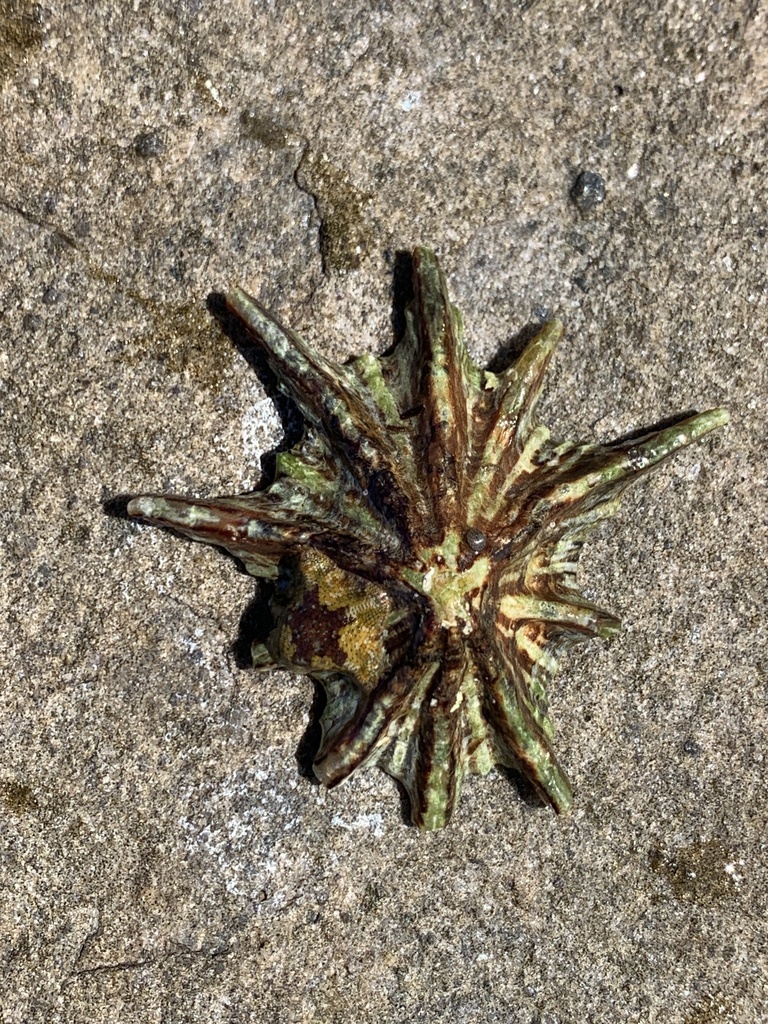 duck's foot limpet