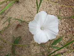 Ipomoea diversifolia
