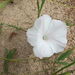 Ipomoea diversifolia - Photo (c) coenobita, osa oikeuksista pidätetään (CC BY), uploaded by coenobita