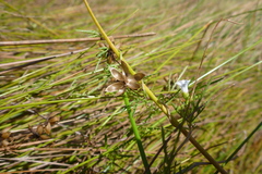 Ipomoea coptica