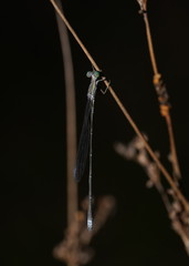 Rhadinosticta simplex