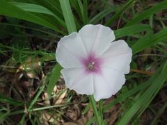 Ipomoea diversifolia