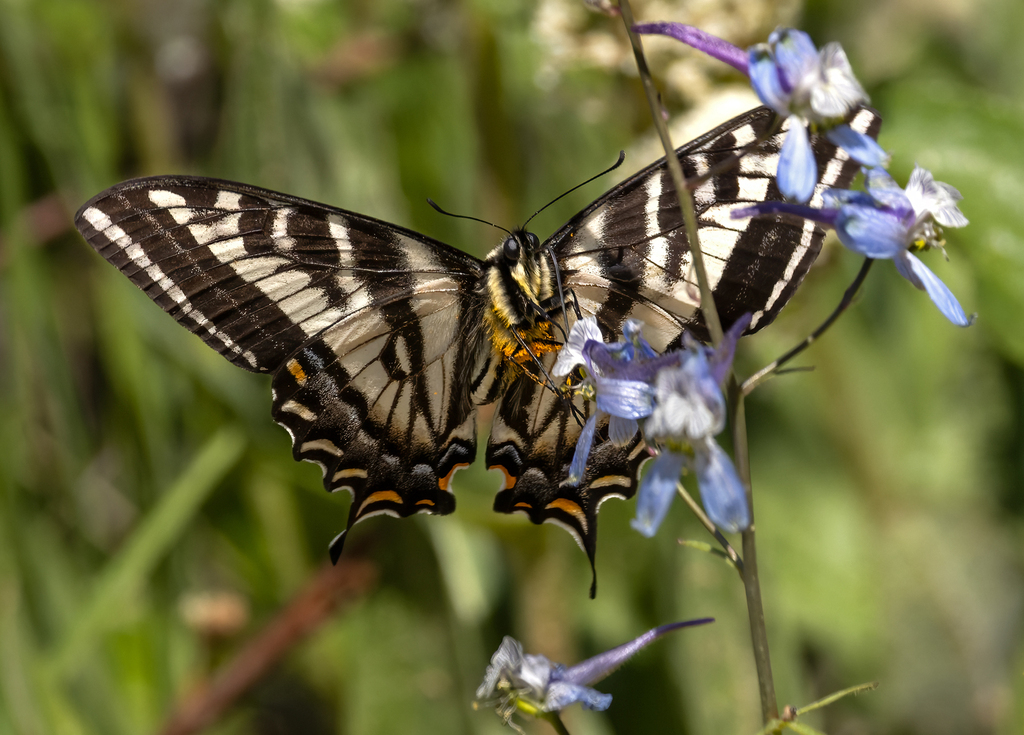 Pale Swallowtail from Chelan County, WA, USA on May 25, 2023 at 11:30 ...