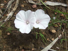 Ipomoea diversifolia