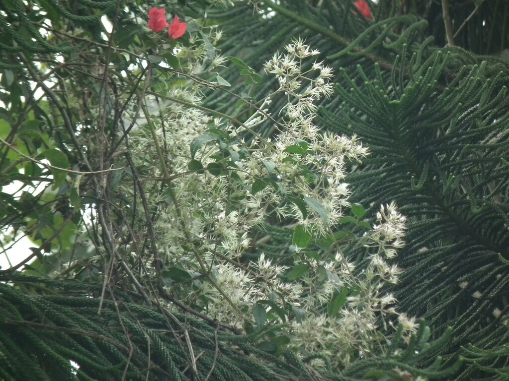 Clematis subumbellata (Clematis subumbellata)