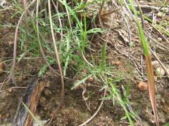 Ipomoea diversifolia