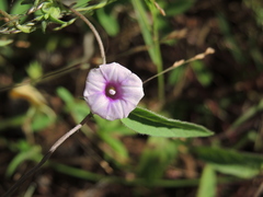 Ipomoea eriocarpa