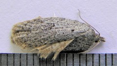 Acleris maximana
