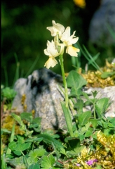 Orchis pauciflora