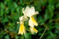 Orchis pauciflora