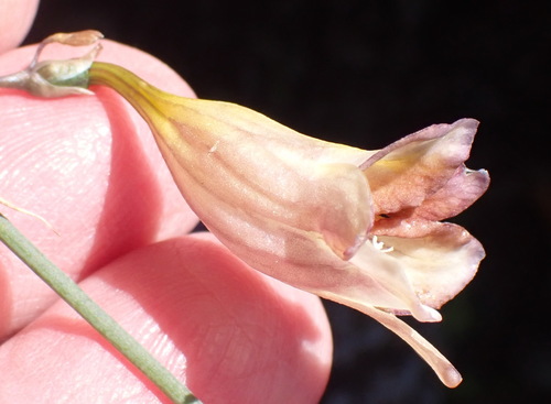 Image of Freesia refracta by (c) Nicola van Berkel, some rights reserved (CC BY-SA)