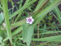 Ipomoea eriocarpa