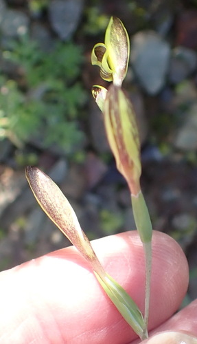 Image of Hesperantha Acuta (Hesperantha acuta) by (c) Nicola van Berkel, some rights reserved (CC BY-SA)