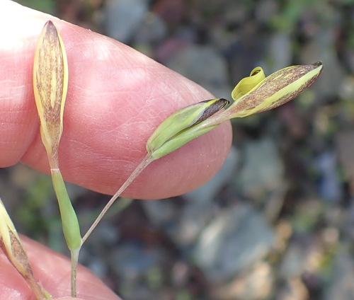 Image of Hesperantha Acuta (Hesperantha acuta) by (c) Nicola van Berkel, some rights reserved (CC BY-SA)