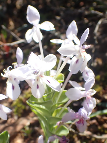 Image of Lapeirousia pyramidalis by (c) Nicola van Berkel, some rights reserved (CC BY-SA)