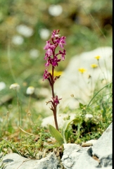 Orchis quadripunctata