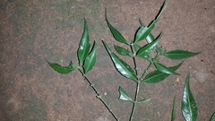 Buxus moratii