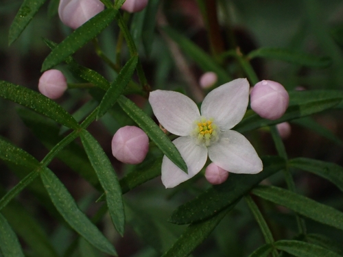 Boronia muelleri (Benth.) Cheel