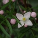 Forest Boronia - Photo (c) Sharon Pearson, some rights reserved (CC BY-NC), uploaded by Sharon Pearson