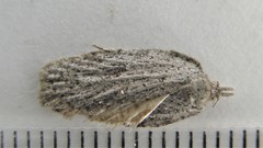Acleris maximana
