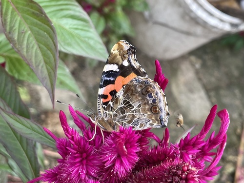 Indian Red Admiral