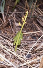 Botrychium neolunaria