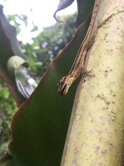 Anolis peraccae