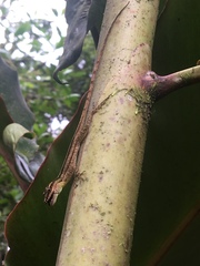 Anolis peraccae