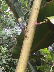 Anolis peraccae