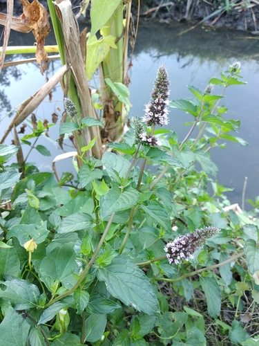 Mentha ×piperita iNat (2)