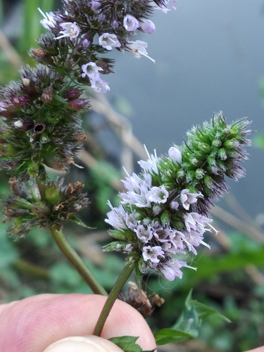 Image of Peppermint (Mentha × piperita) by (c) Aleksandr_Levon, some rights reserved (CC BY-NC)