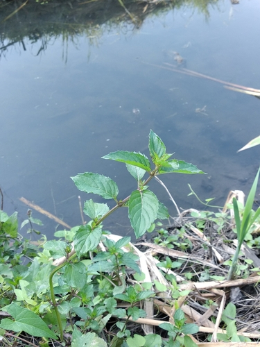 Image of Mentha × piperita by (c) Aleksandr_Levon, some rights reserved (CC BY-NC)