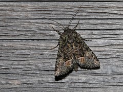 Lacinipolia olivacea