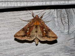 Autographa bimaculata