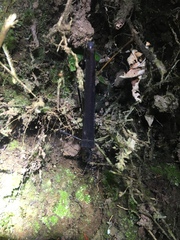 Pseudophasma esmeraldas