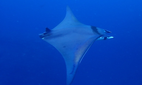 Bentfin devil ray (Mobula thurstoni) — Myliobatidae