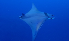 Smoothtail Mobula photo 3