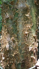 Commiphora fraxinifolia