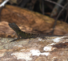 Anolis allogus
