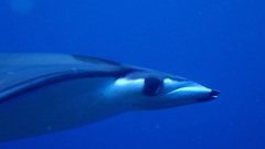 Smoothtail Mobula photo 4