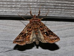 Autographa mappa