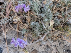 Astragalus palenae
