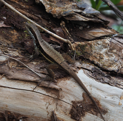 Leiocephalus macropus