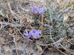 Astragalus palenae