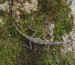 Anolis argenteolus