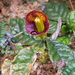 Gesneria shaferi - Photo (c) carnifex, μερικά δικαιώματα διατηρούνται (CC BY), uploaded by carnifex