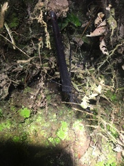 Pseudophasma esmeraldas